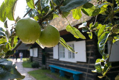 Apfelbäume gehören untrennbar in den Bauerngarten des Freilandmuseums Lehde. Foto: Museum OSL