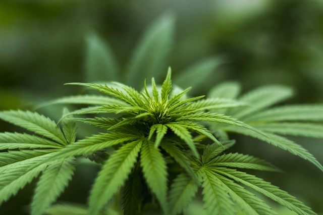 Cannabis-Pflanze