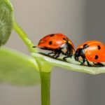 Beispielwirkung von Pheromonen anhand des Beispiels von Marienkäfern.