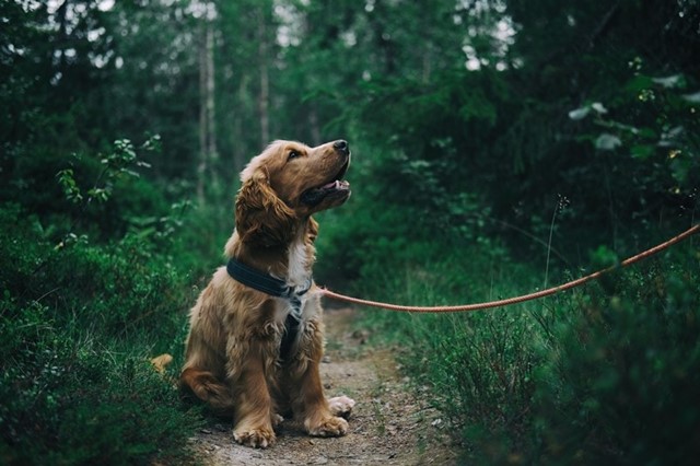 Hund im Wald an Leine