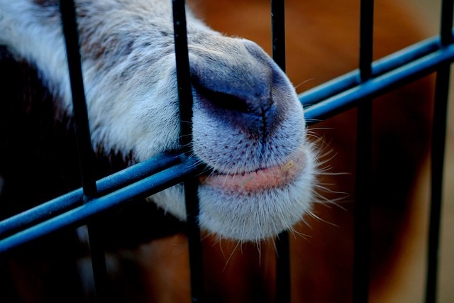 Doppelstabmatten als Zaun für Tiere
